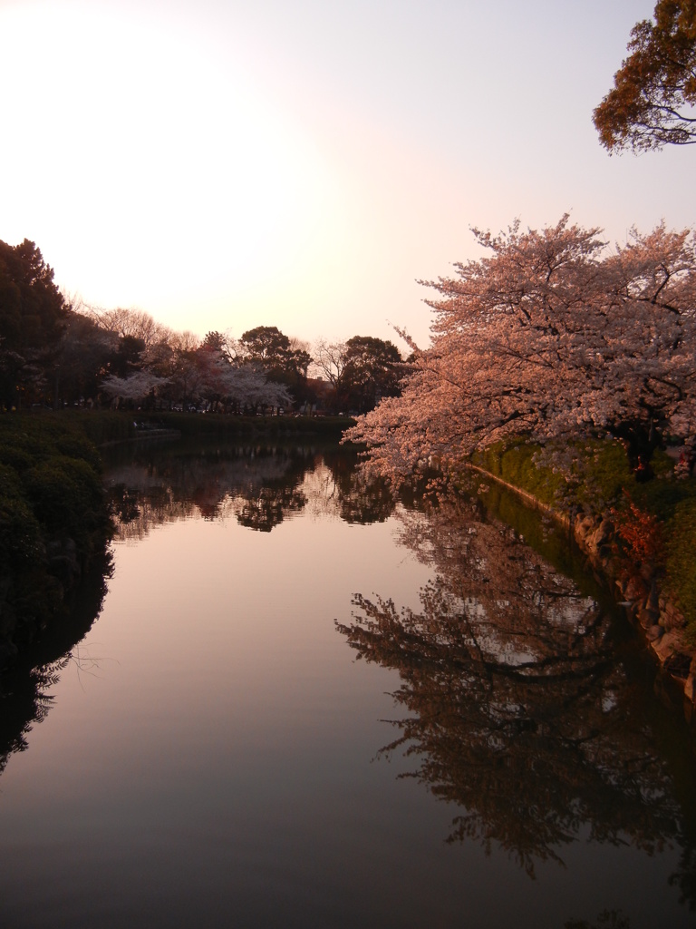 桜の咲く公園にて