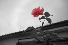 一輪