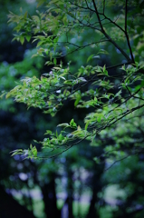 青葉