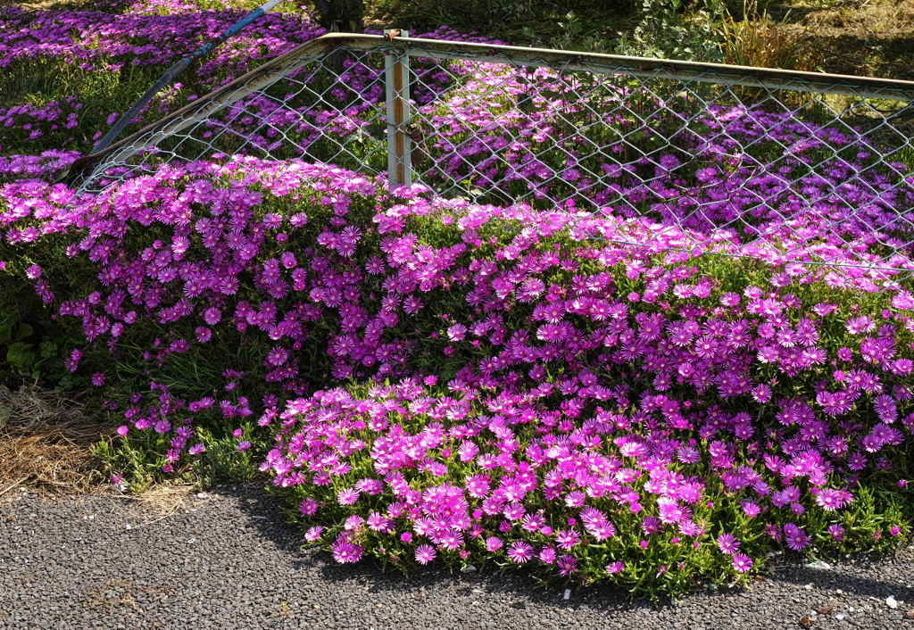 押し寄せてくる、花。