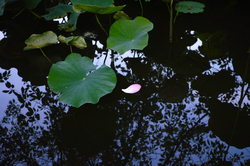 蓮の花ひとつ-1