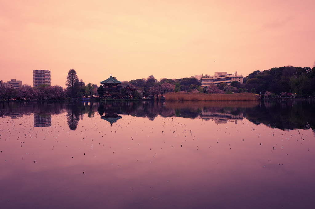 不忍池-2