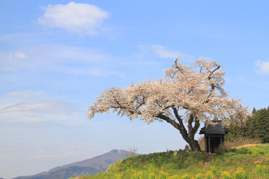 はつ恋の桜