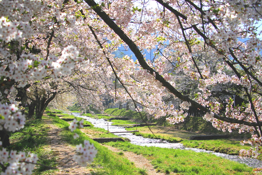 観音寺川の桜