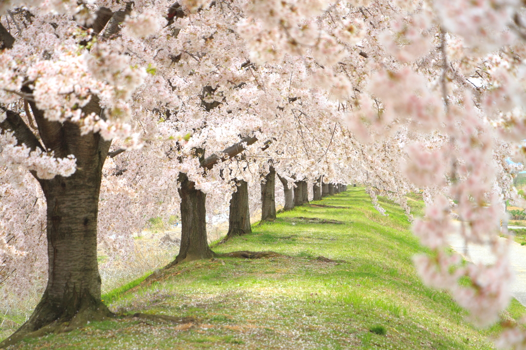 桜隧道