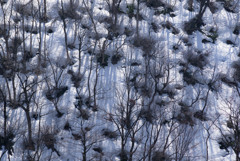 雪解け