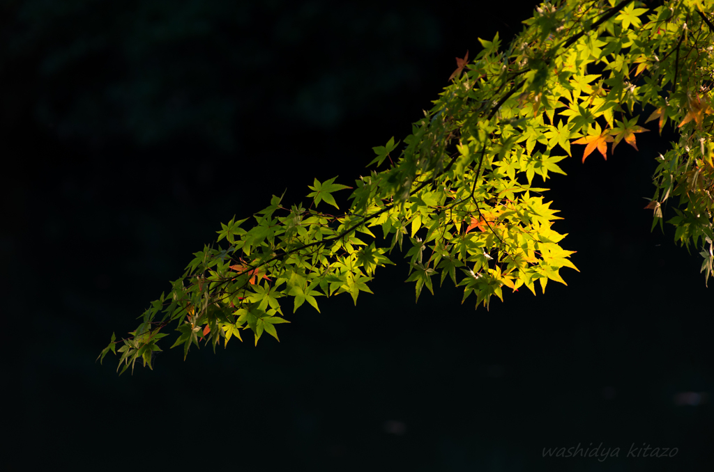 公園の紅葉