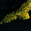 公園の紅葉
