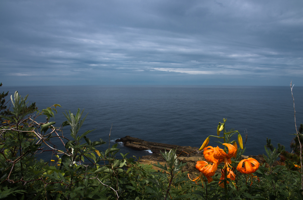 百合と海