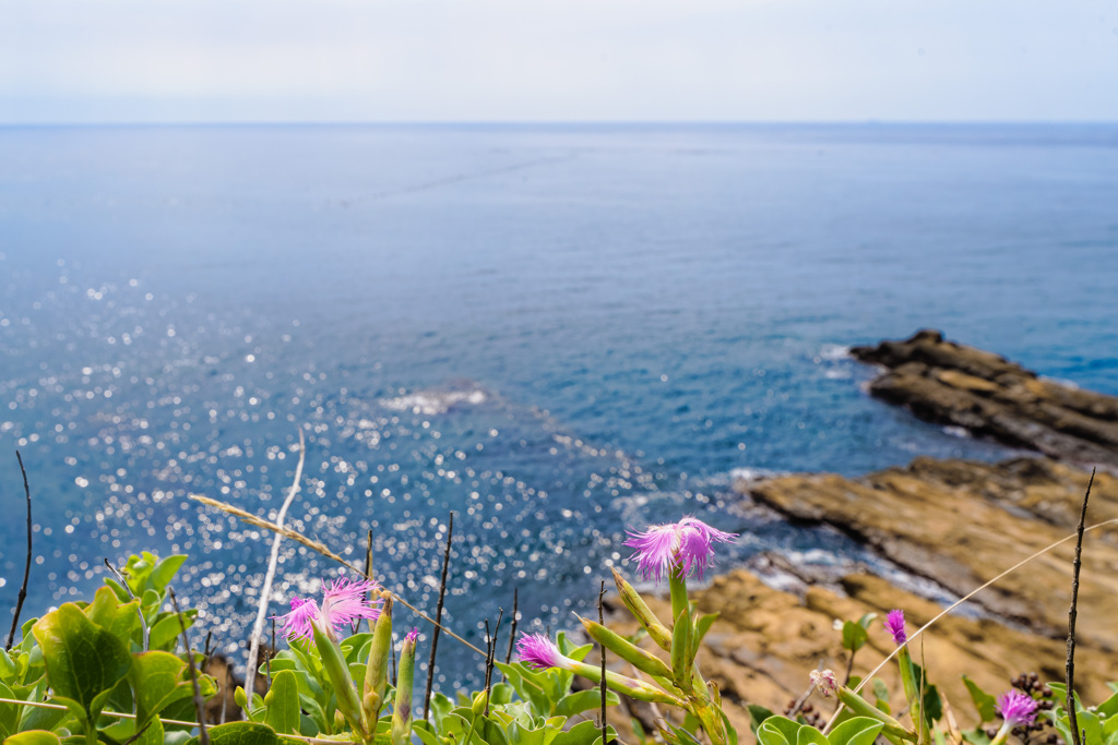 海と花