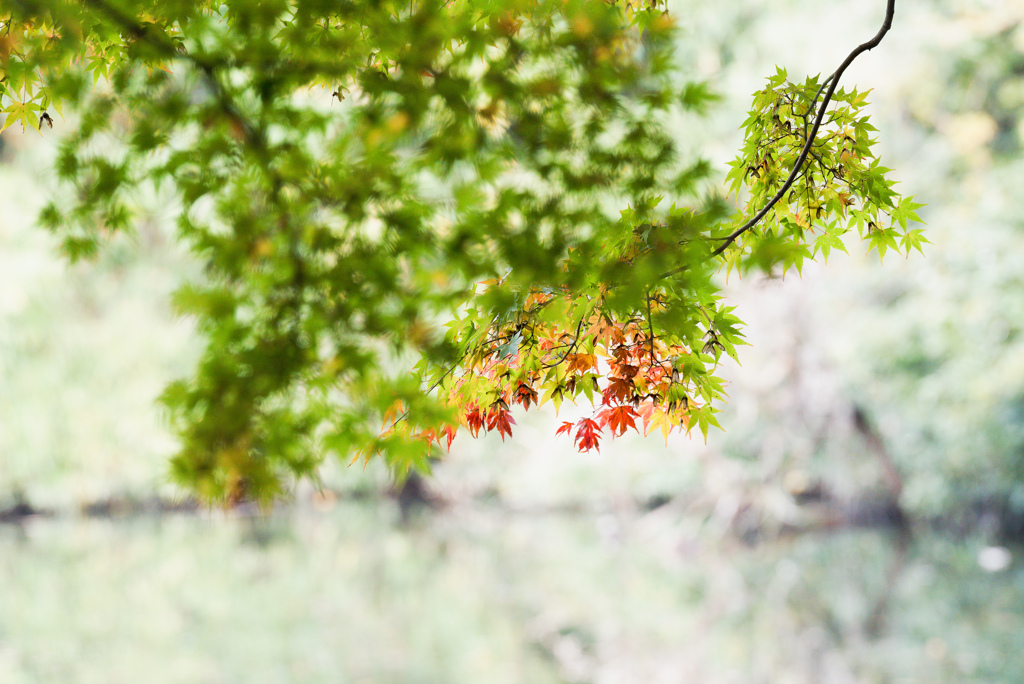 紅葉