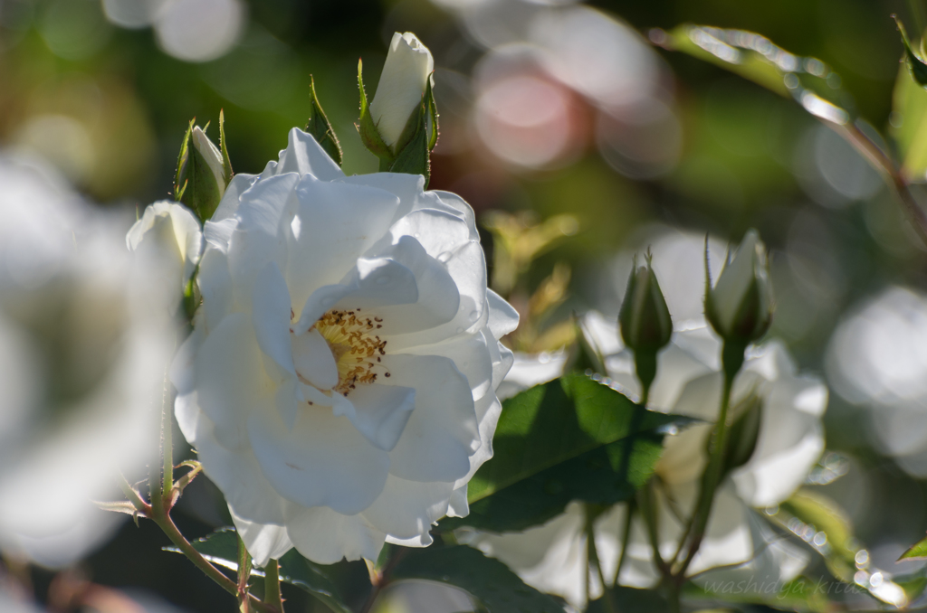 白の薔薇