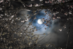 満月の日の夜桜