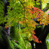 紅くなりきれないモミジ