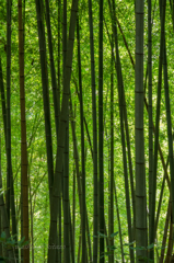竹の春