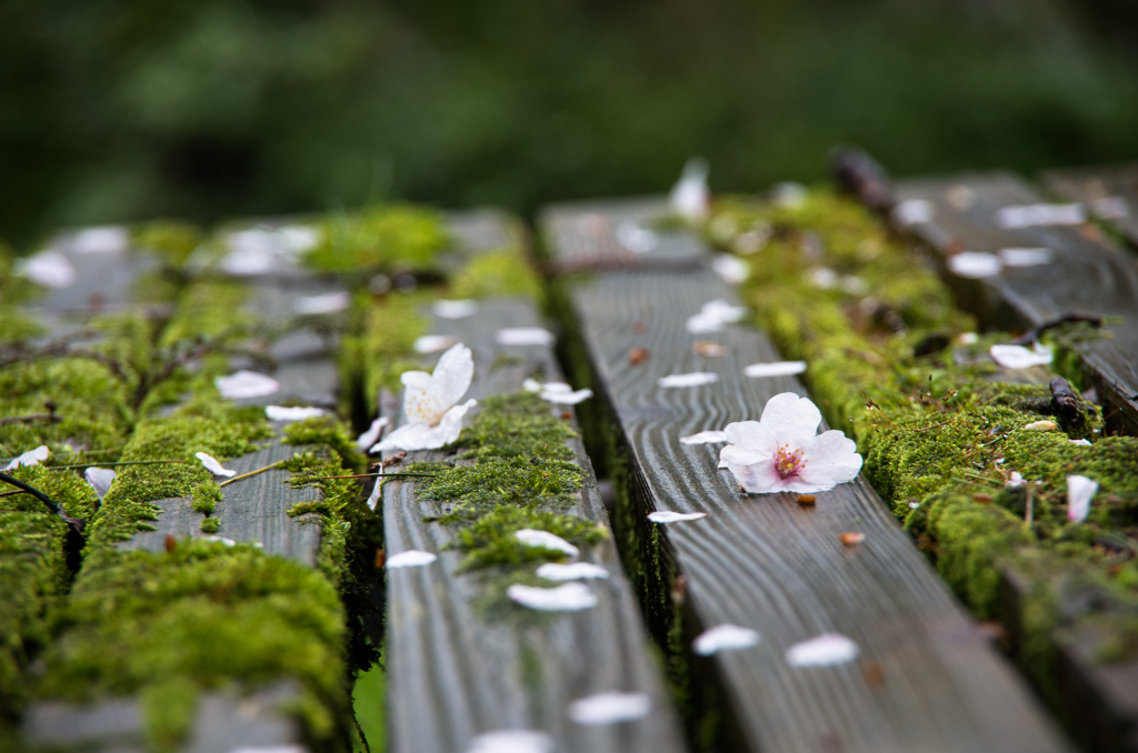 桜のある風景　2