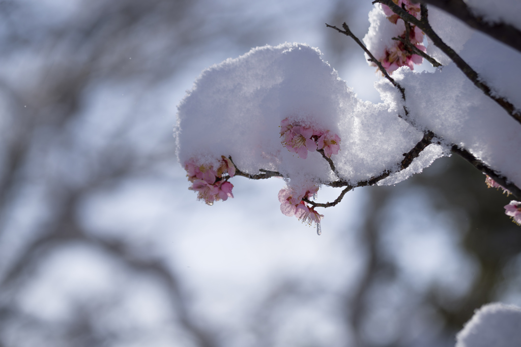 咲いてはみましたが