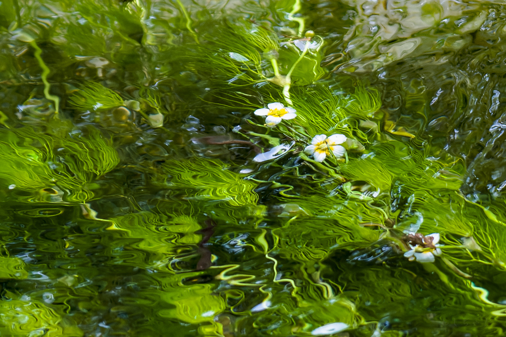 水中花