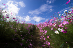 秋桜の坂道