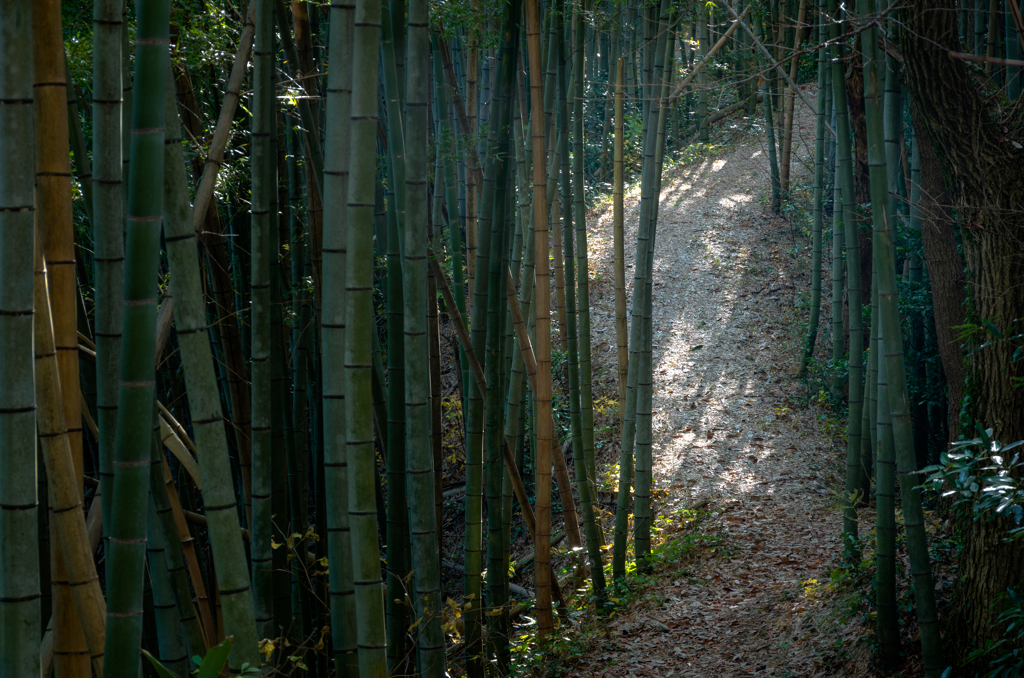 二上山散策　竹林