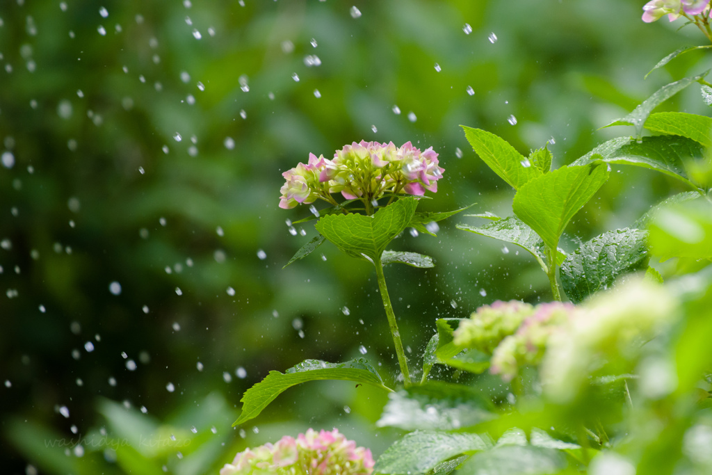 紫陽花の季節