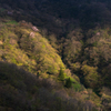 ある谷の山桜