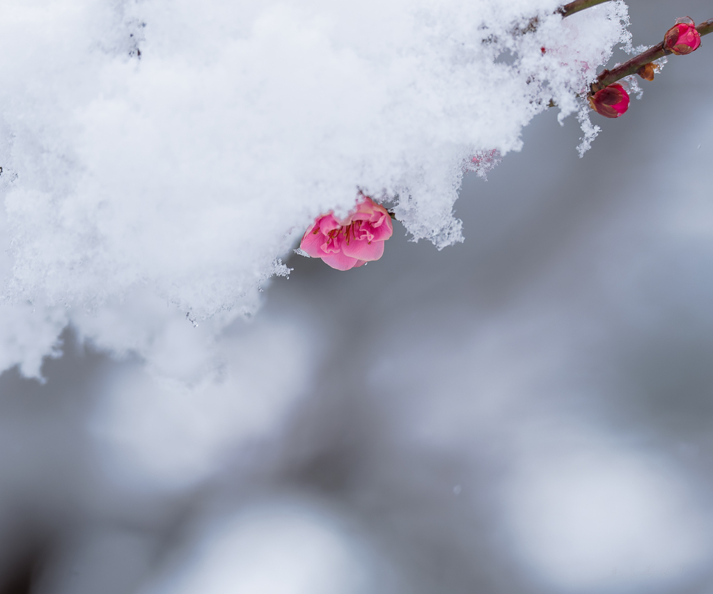 雪中梅