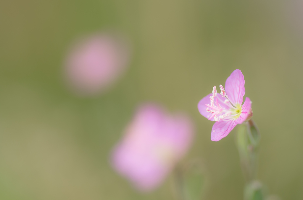 道端の花