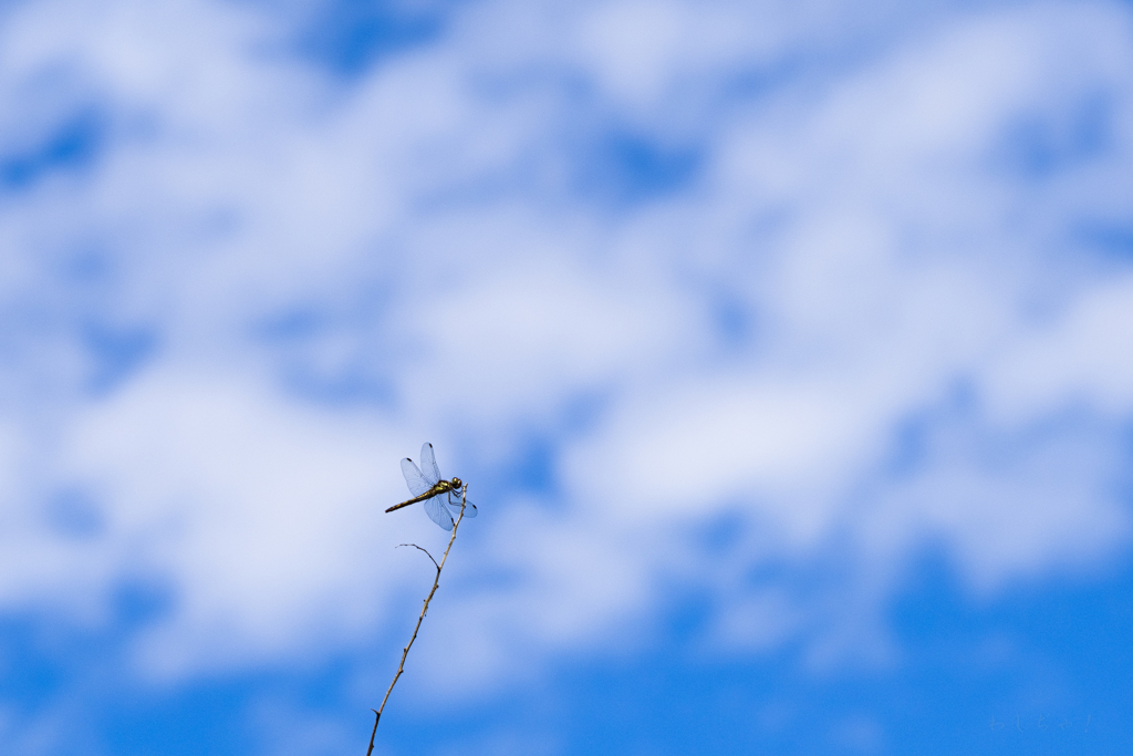 秋の空