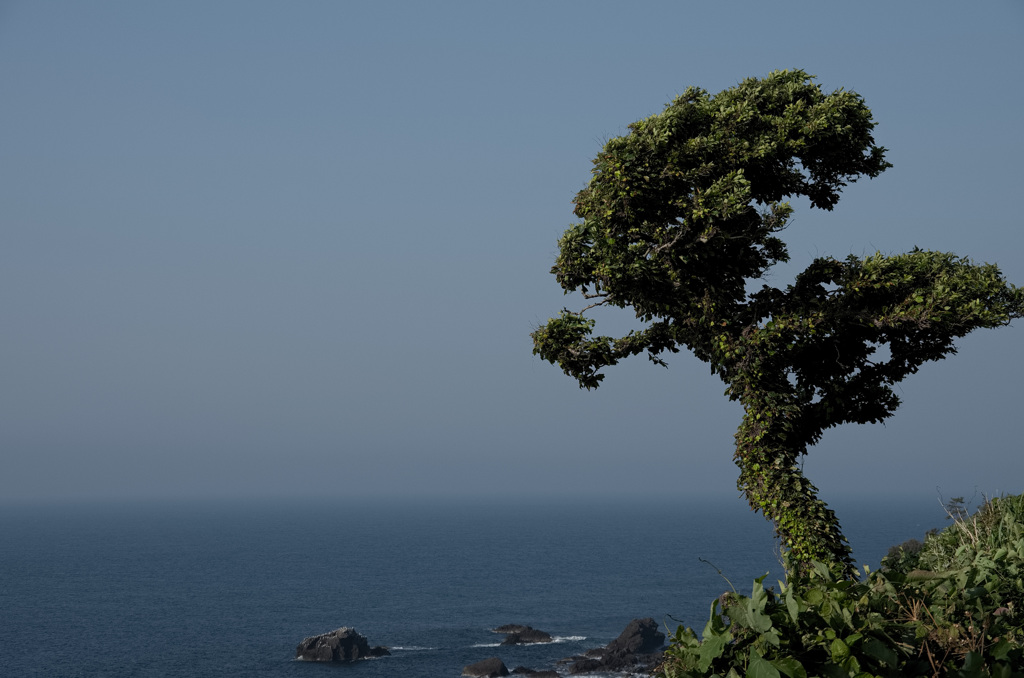 岬の樹