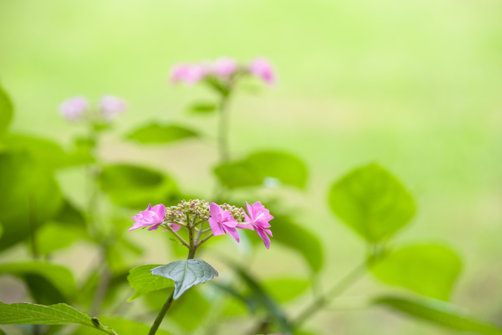 紫陽花