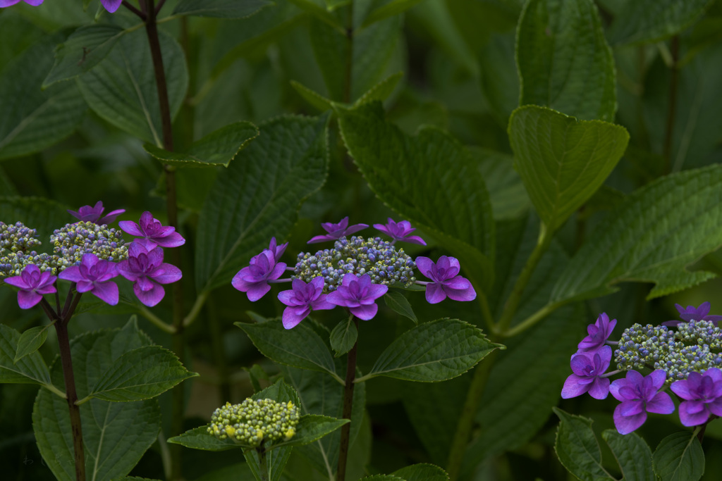 紫陽花