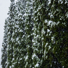 杉と雪