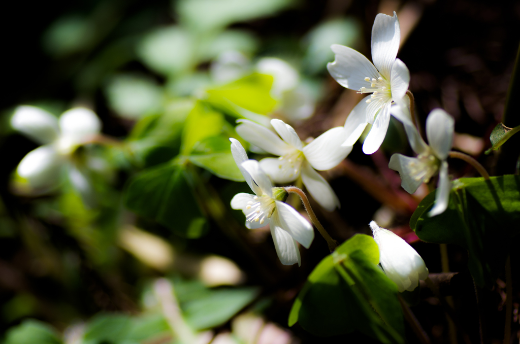 ミヤマカタバミ
