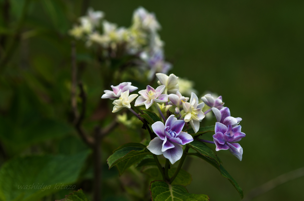 紫陽花