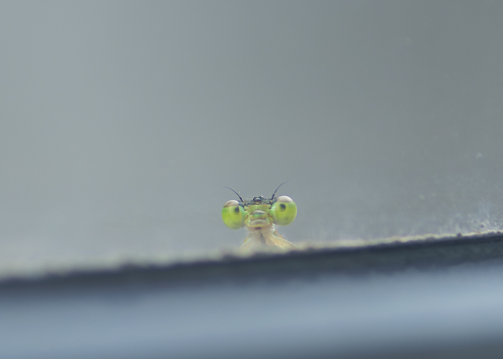 どーも