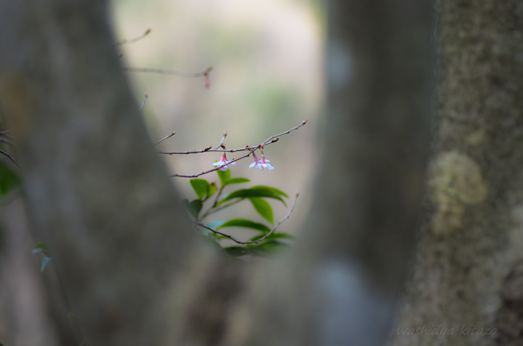 山の桜✿