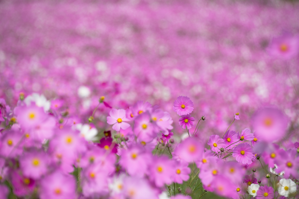 秋桜たち