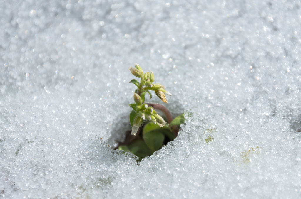 雪解け