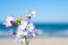 砂浜の花と海