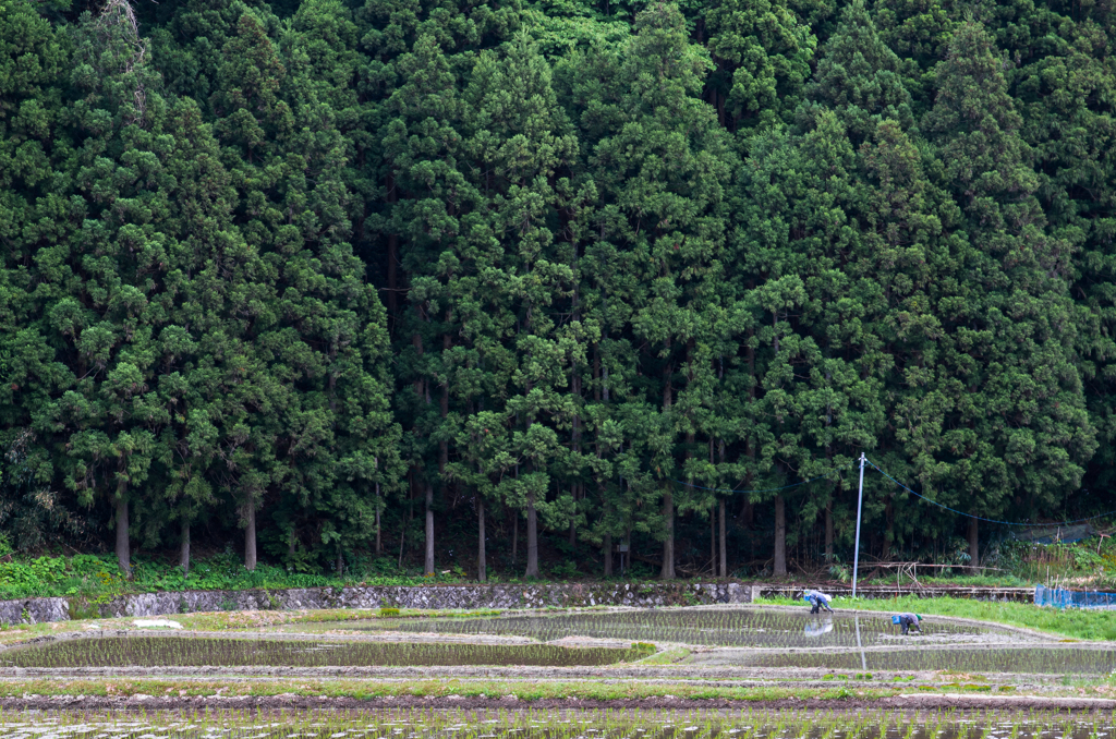 田植え