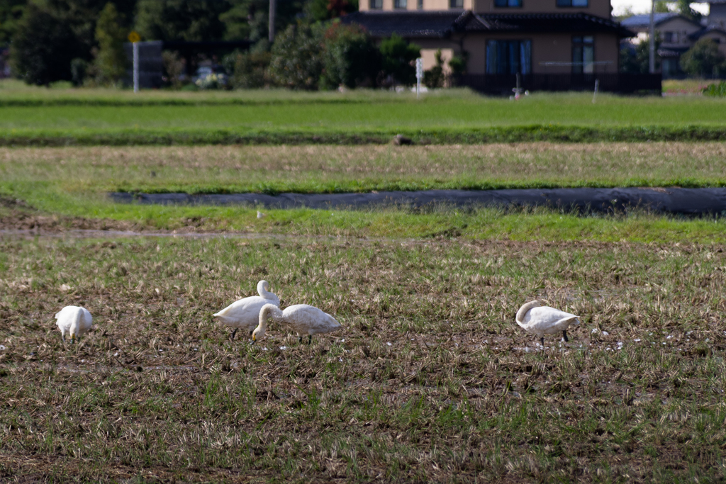 白鳥が来た？