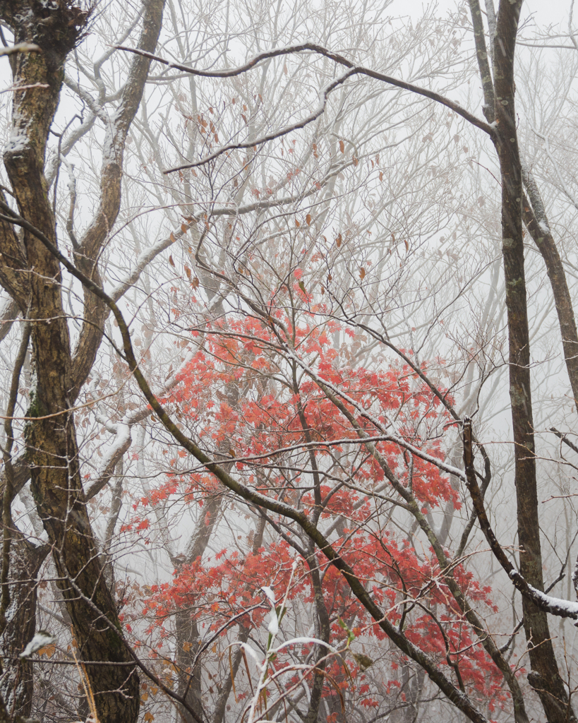 雪