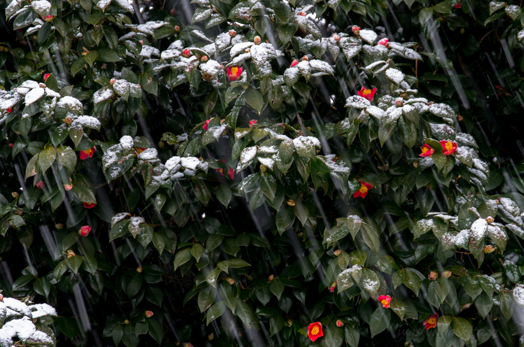 雪景色