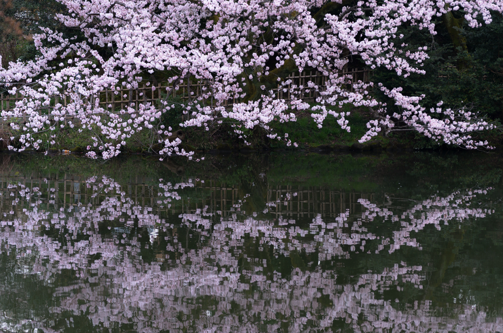 濠の桜