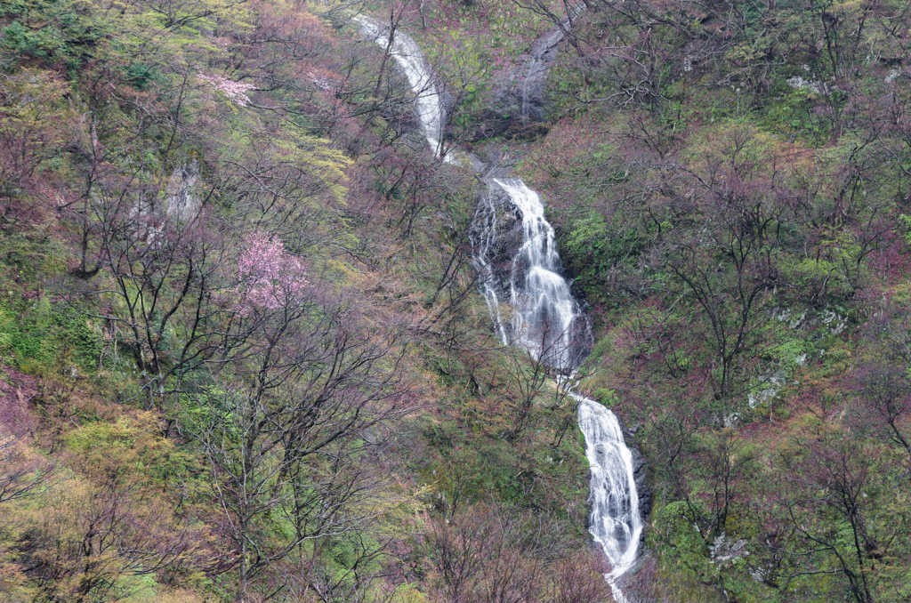 春の滝