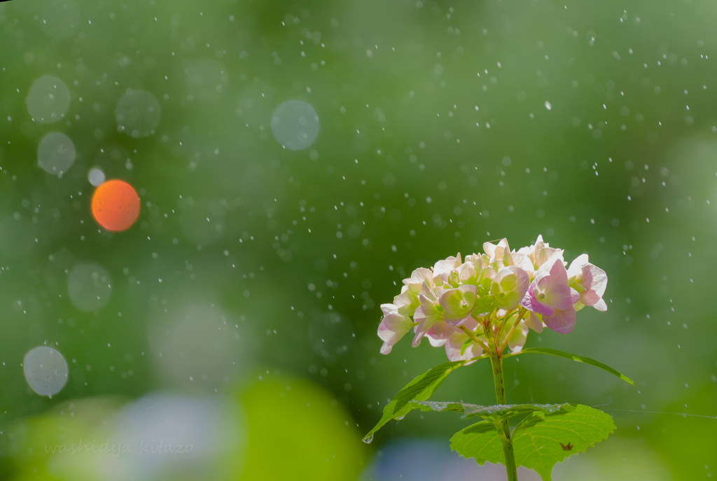 紫陽花