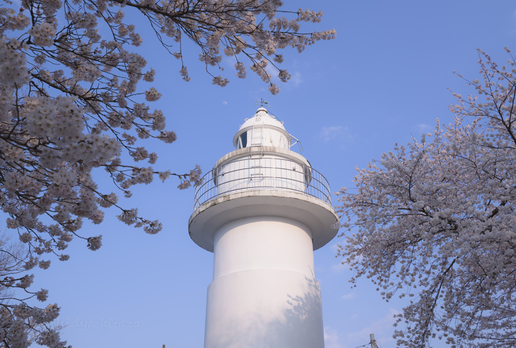 桜と灯台