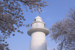 桜と灯台
