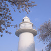 桜と灯台